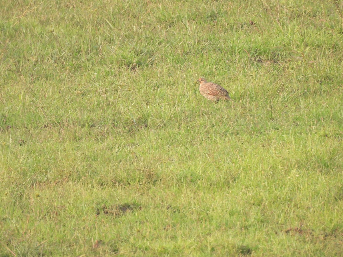 Gray Francolin - ML646897641