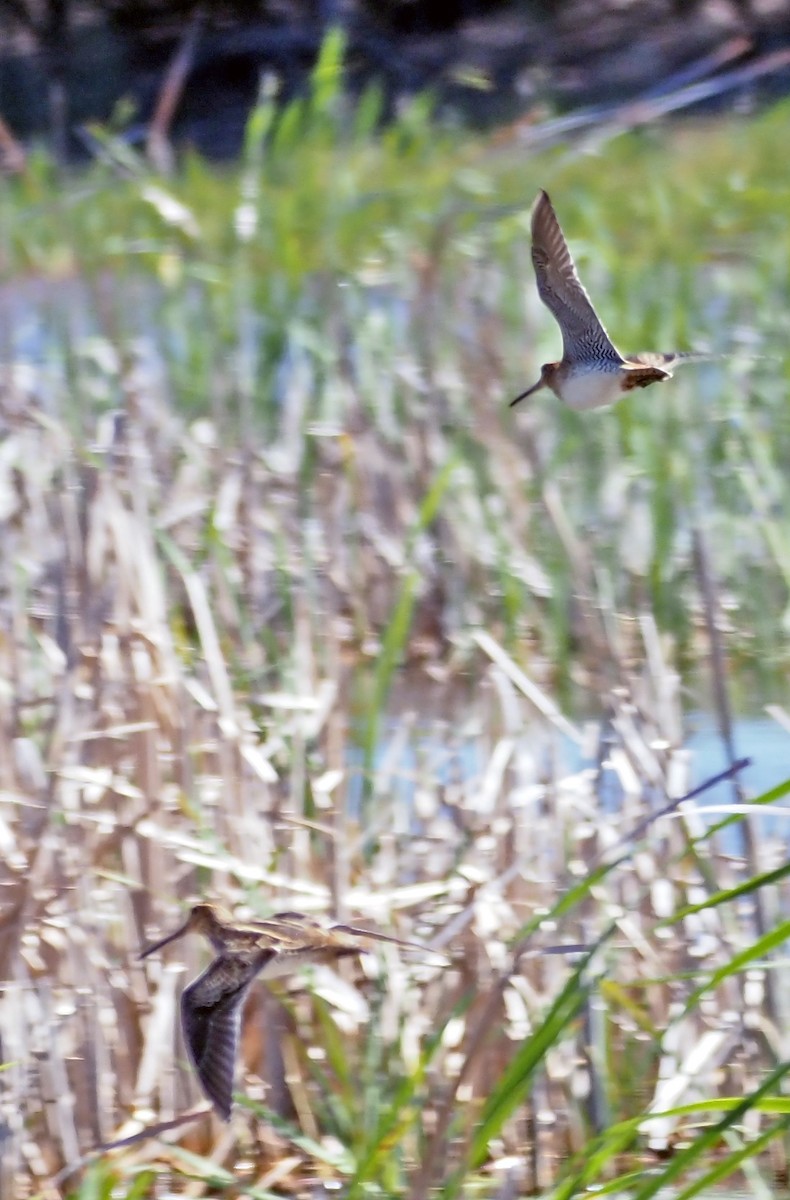 Latham's Snipe - ML646897645