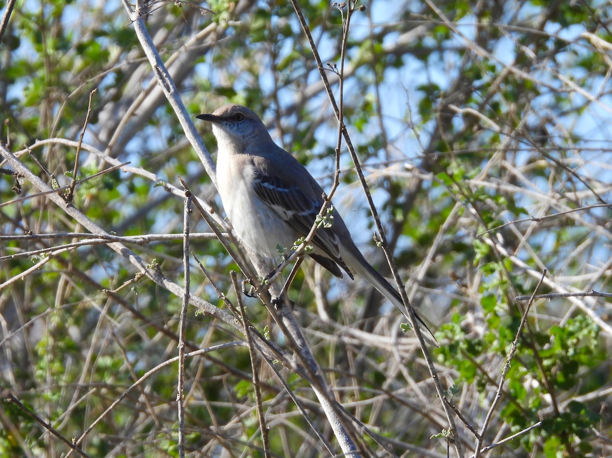 sangspottefugl - ML646897647