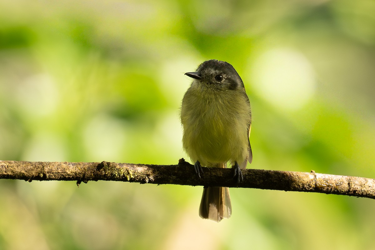 skiferkronetyrann - ML646897648