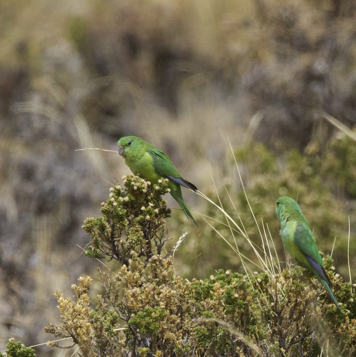 gulmaskeparakitt - ML646897649