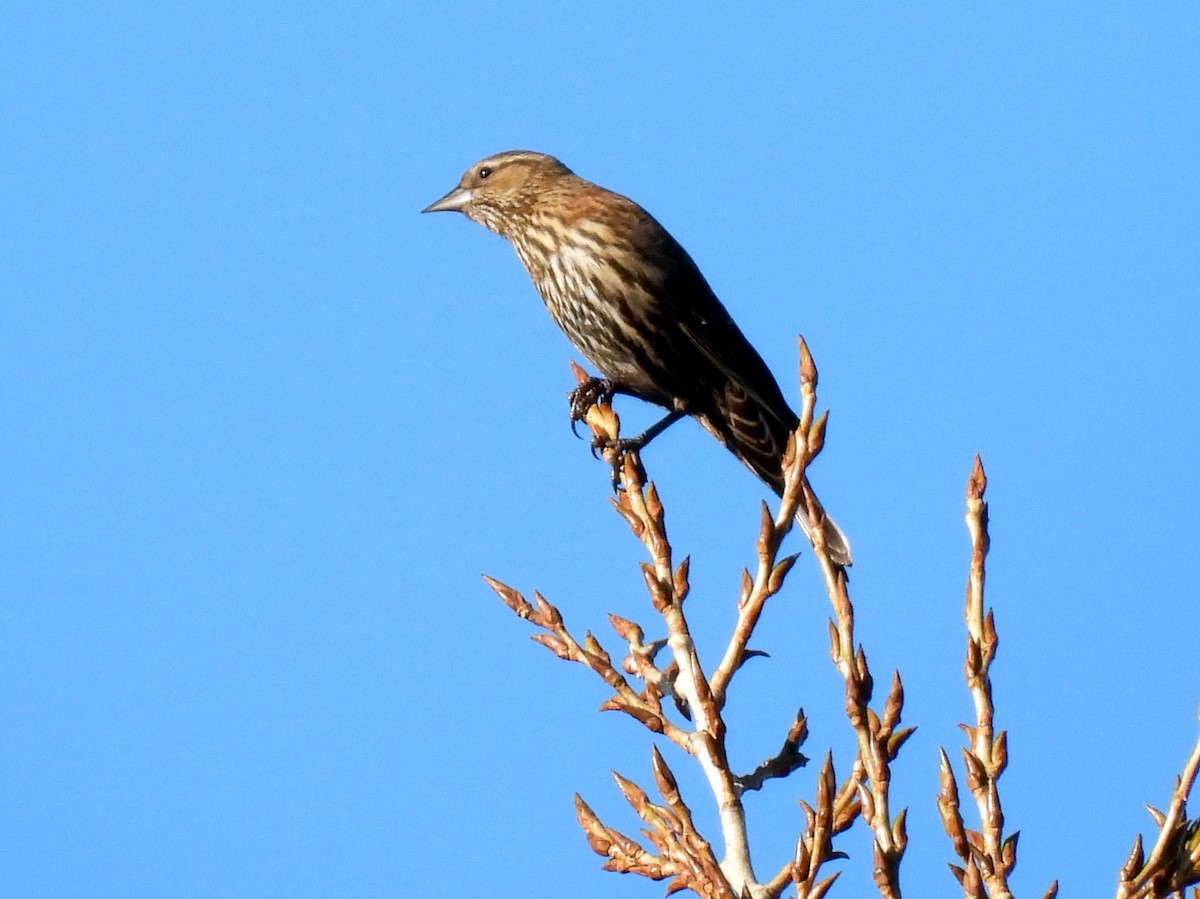 rødvingetrupial - ML646897650