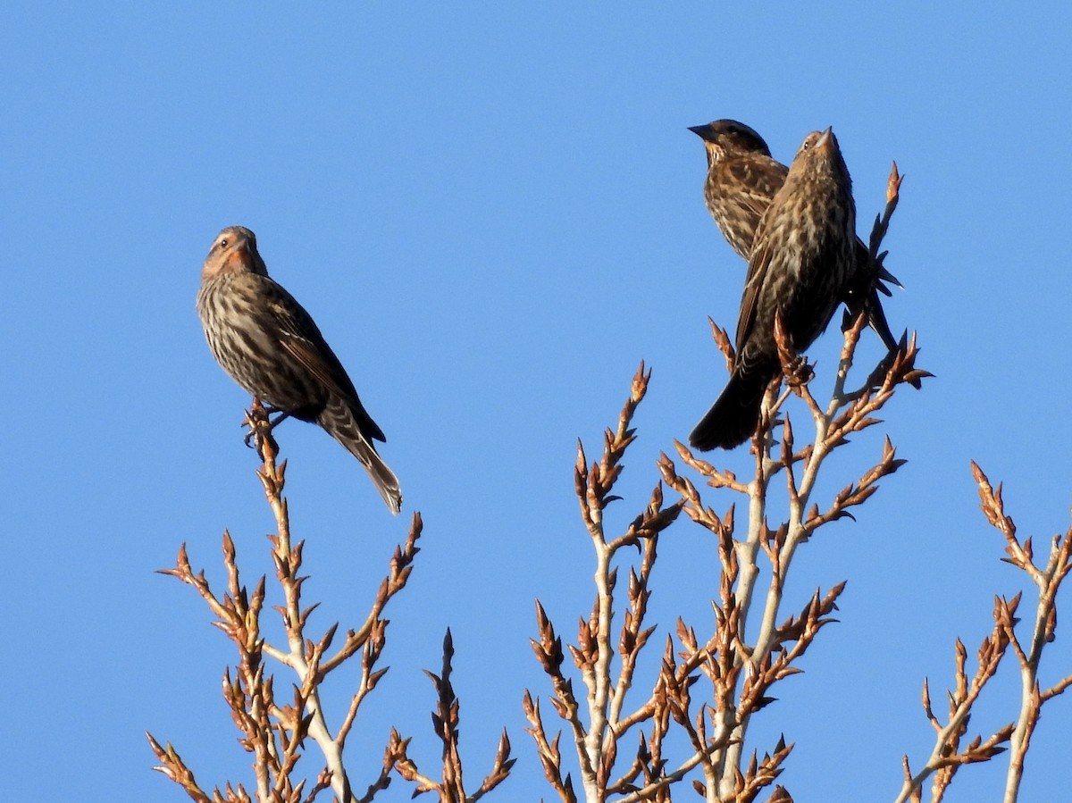 rødvingetrupial - ML646897651