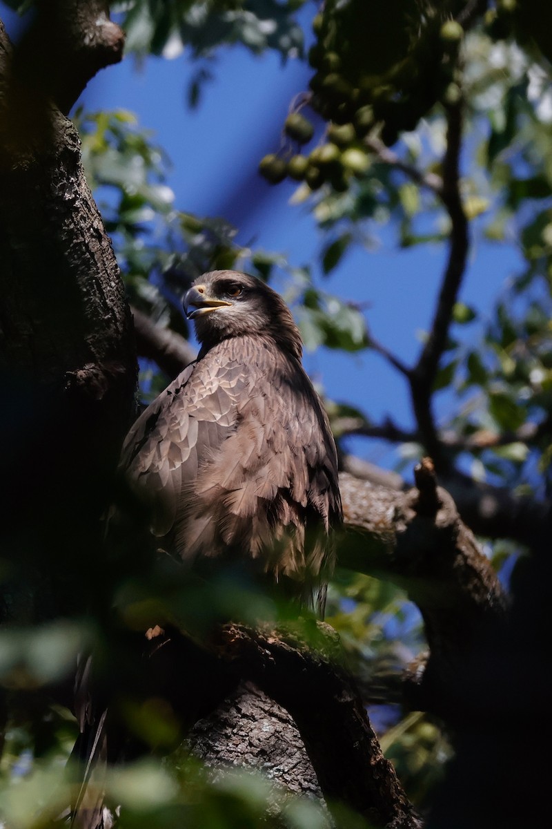 svartglente - ML646897652