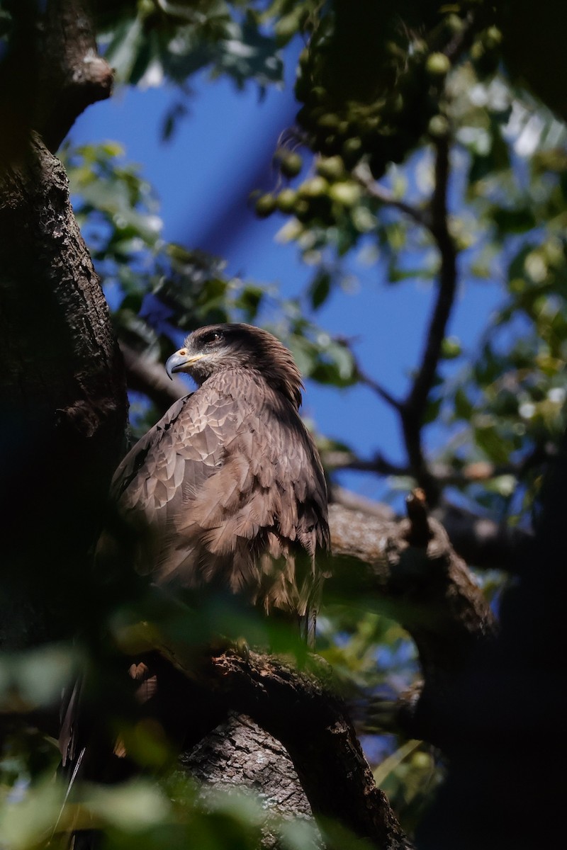 svartglente - ML646897653