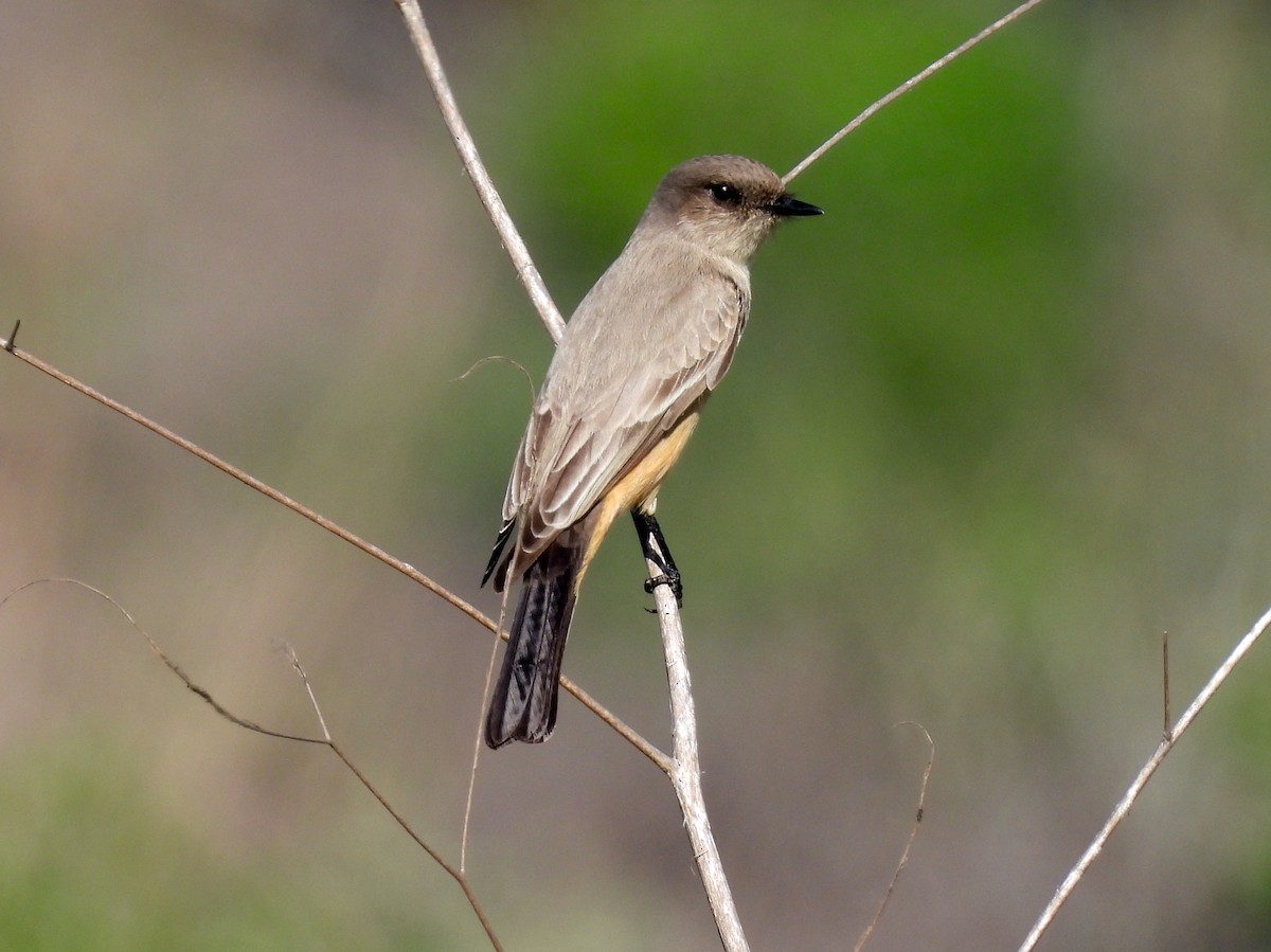 brunfibi - ML646897654