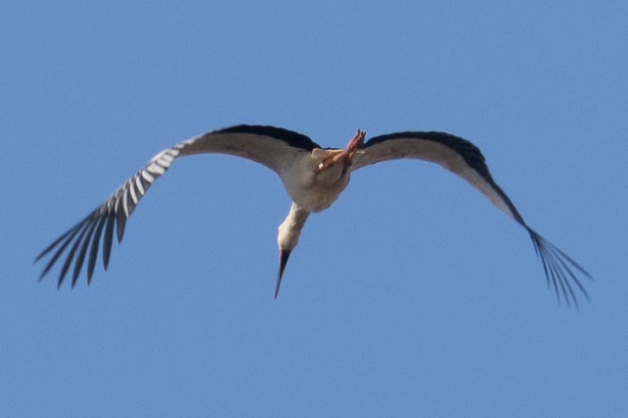 東方白鸛 - ML646897659