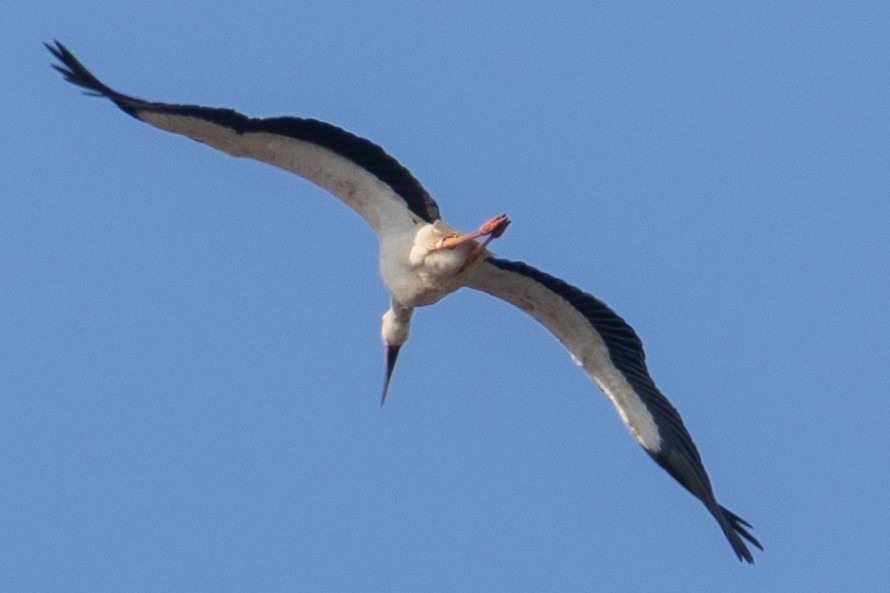 東方白鸛 - ML646897660