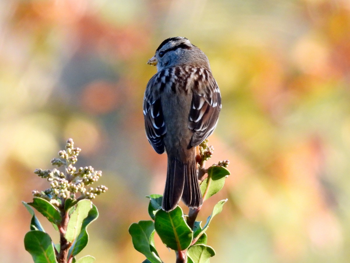 hvitkronespurv - ML646897662