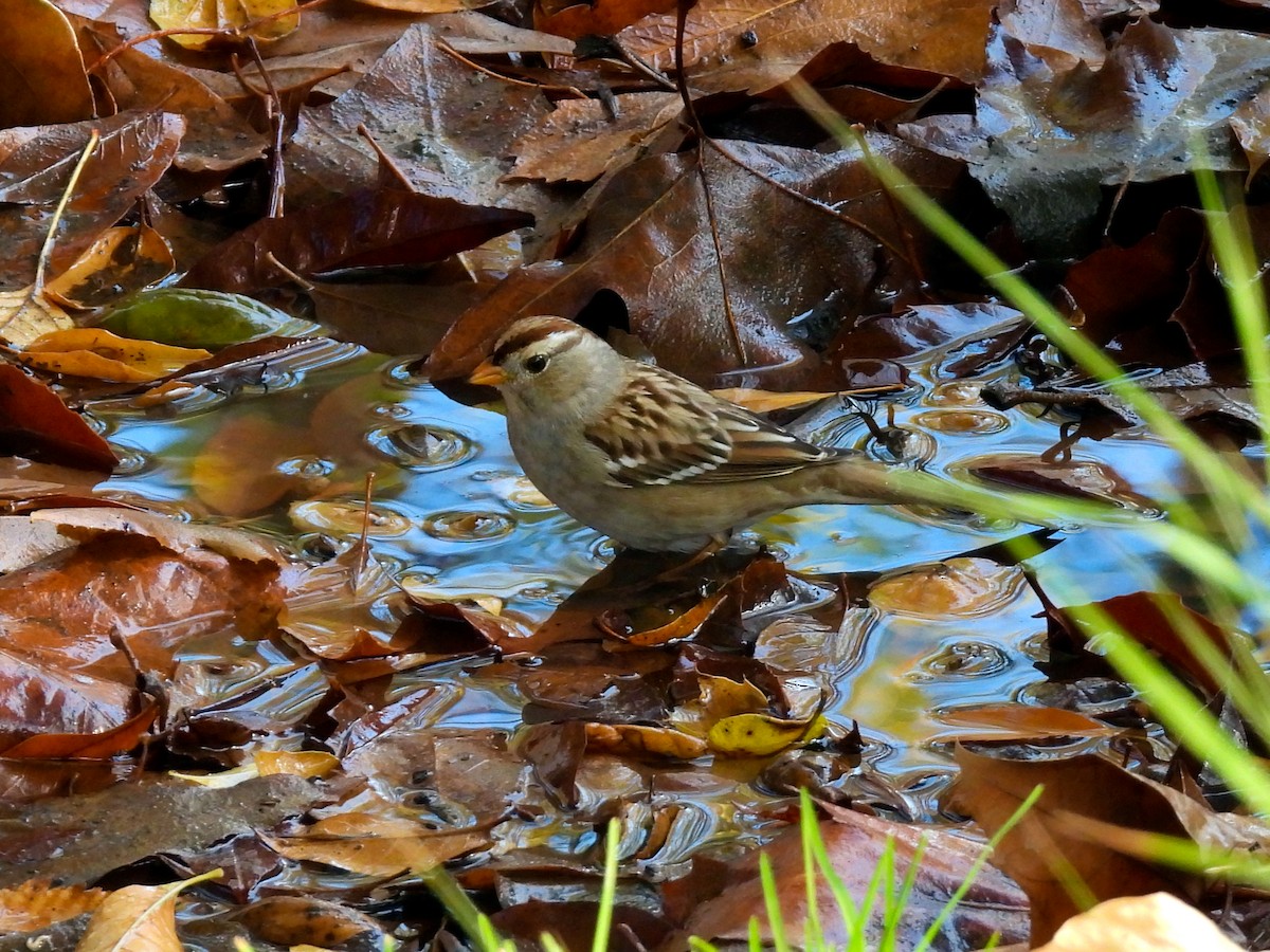 hvitkronespurv - ML646897663