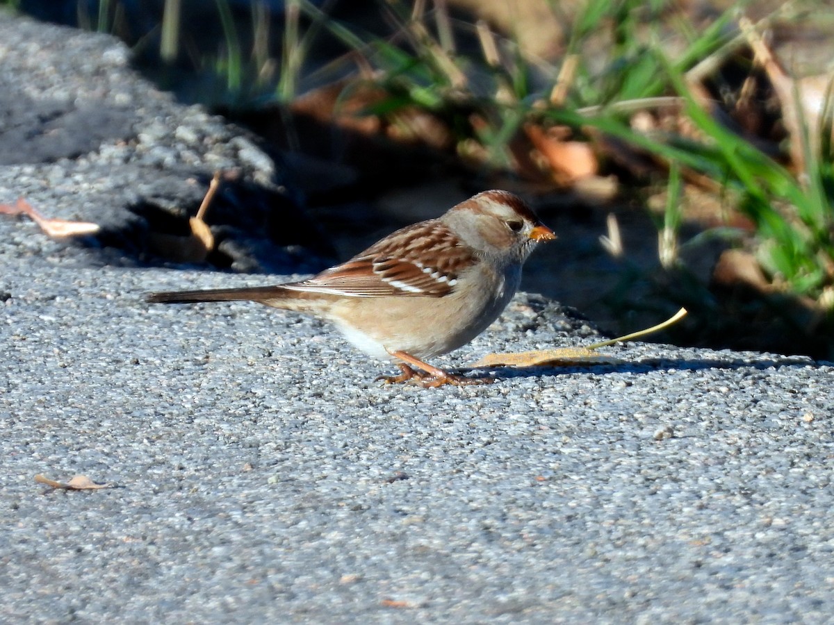 hvitkronespurv - ML646897664