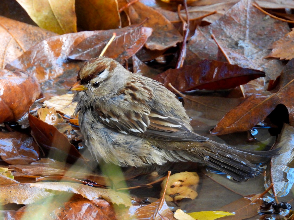 hvitkronespurv - ML646897665