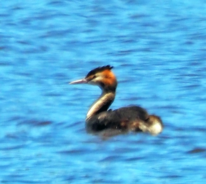 toppdykker - ML646897667