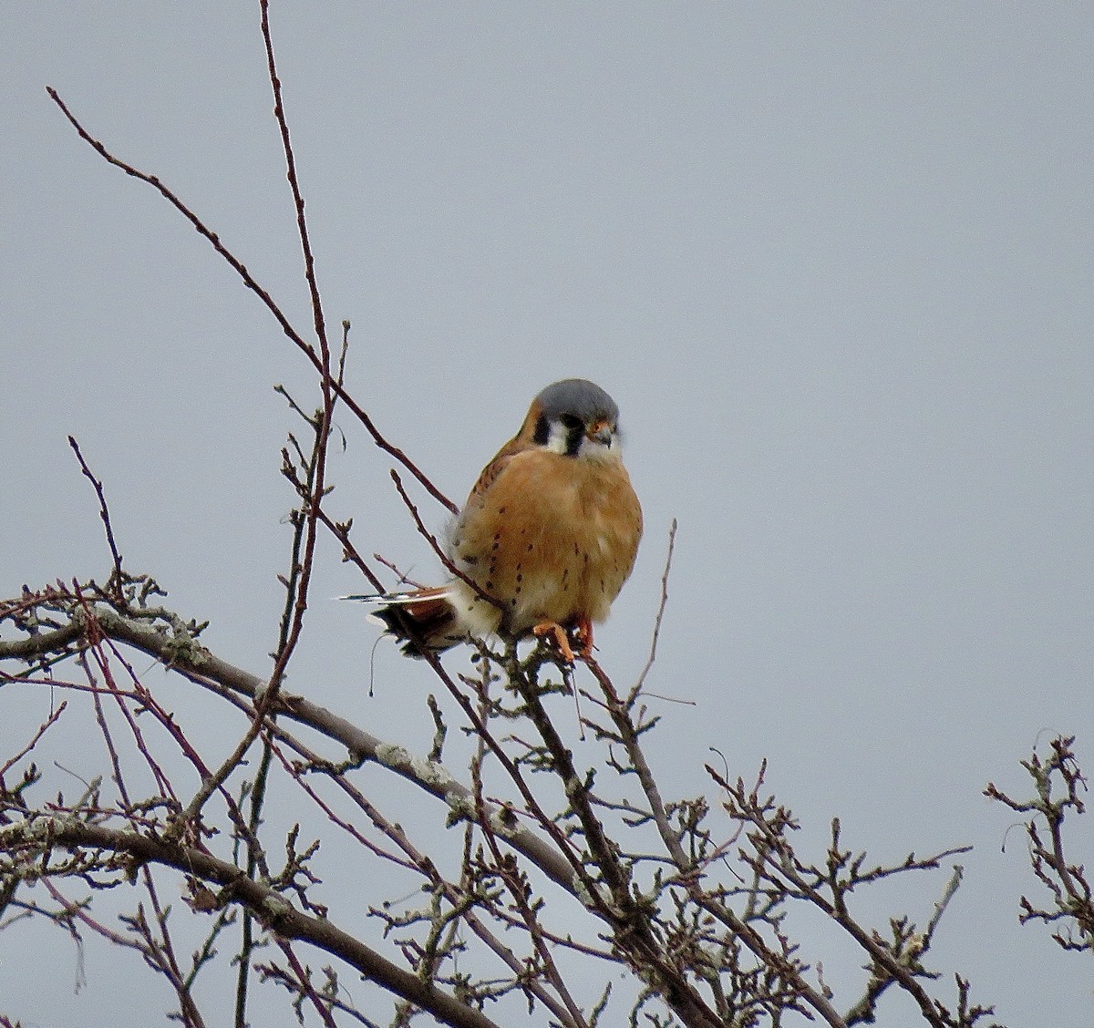 spurvefalk - ML646897669