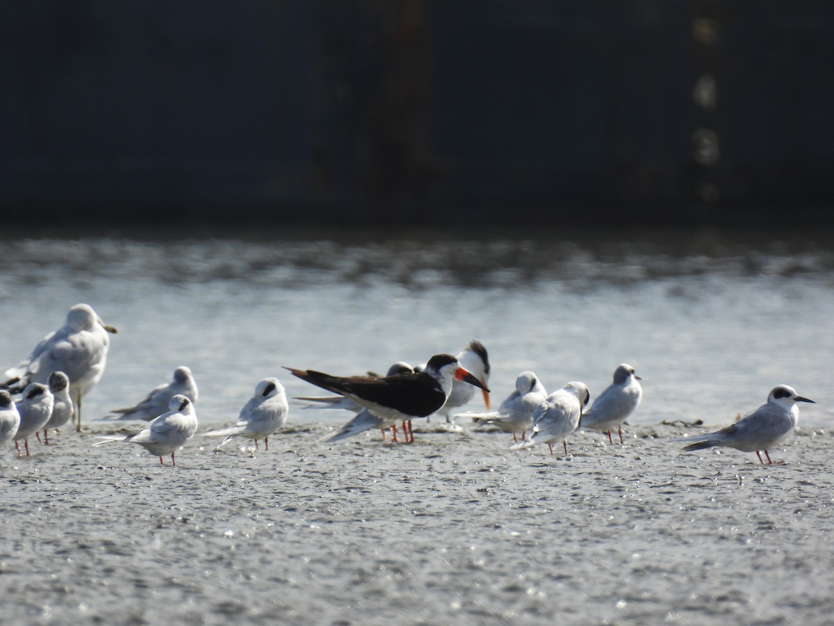 Black Skimmer - ML646897670