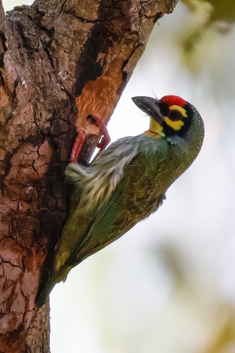 smedskjeggfugl - ML646897672