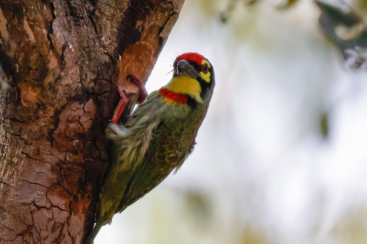 smedskjeggfugl - ML646897674