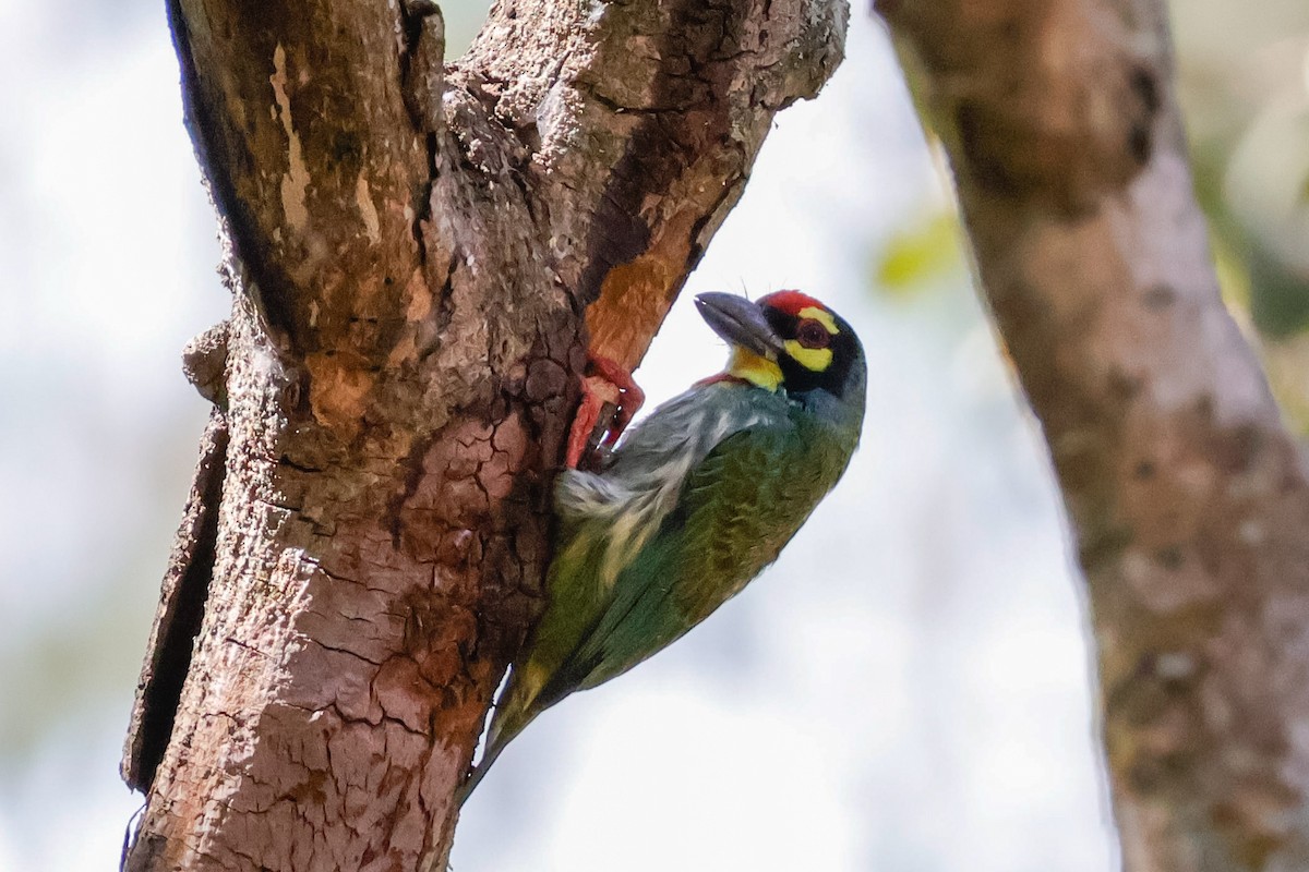 smedskjeggfugl - ML646897675