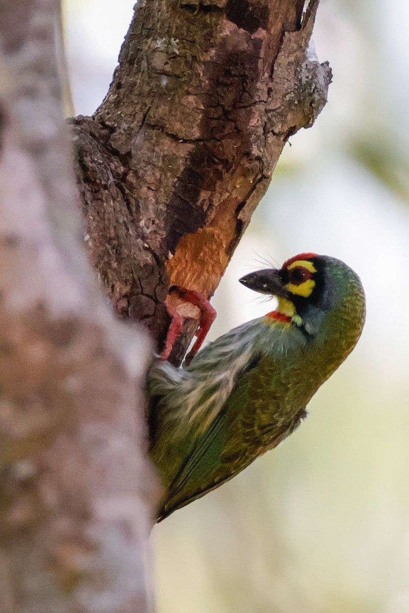 smedskjeggfugl - ML646897676