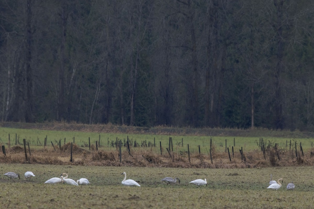 Trumpeter Swan - ML646897681