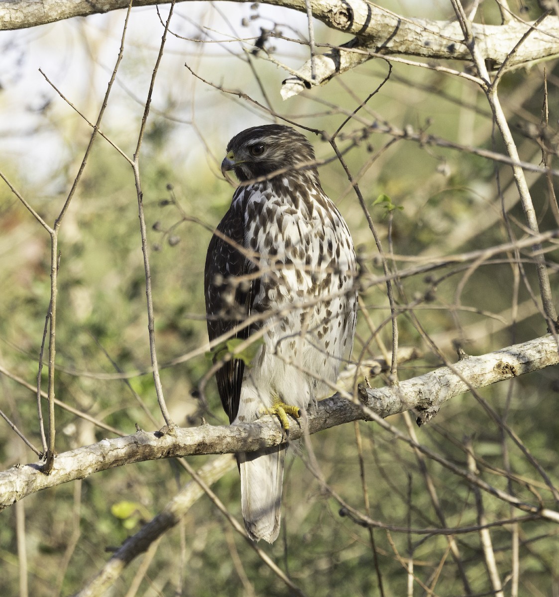 Broad-winged Hawk - ML646897689