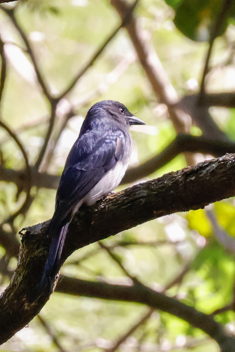 White-bellied Drongo - ML646897691