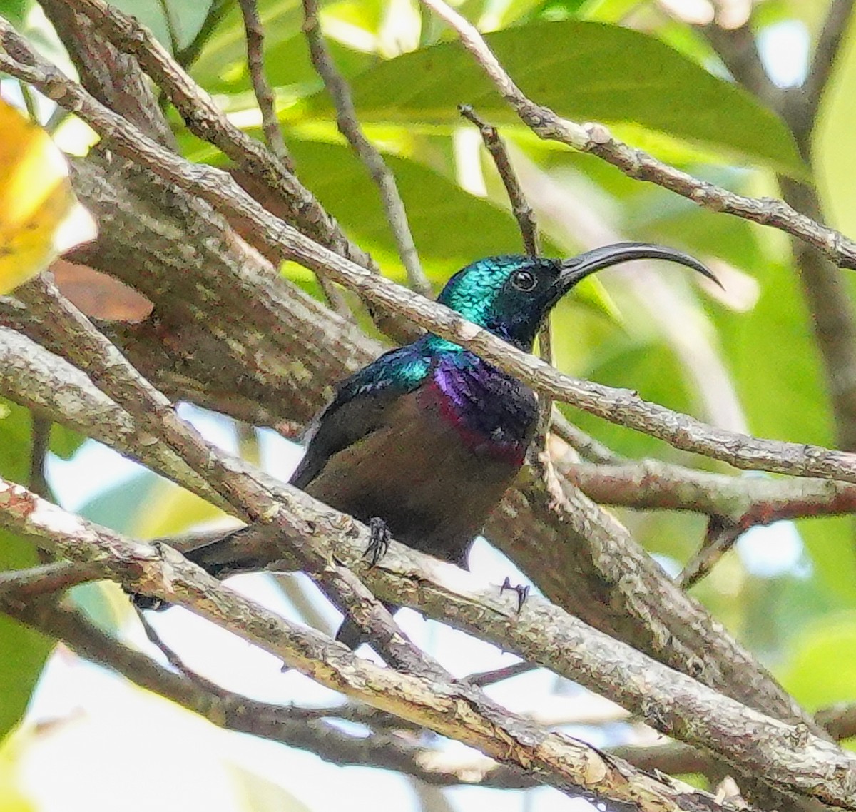 Loten's Sunbird - ML646897692