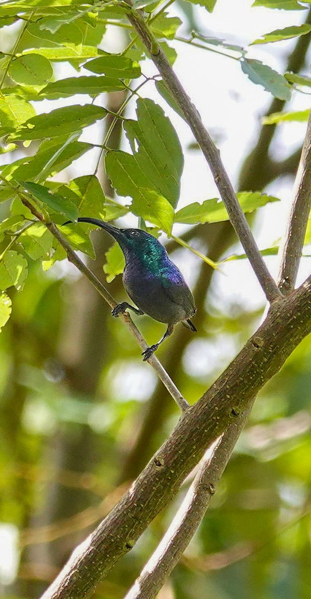 Loten's Sunbird - ML646897693