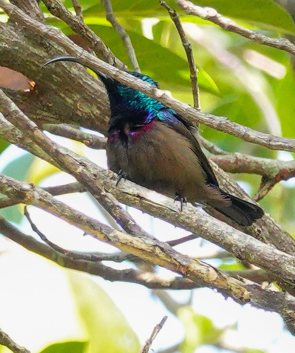 Loten's Sunbird - ML646897694