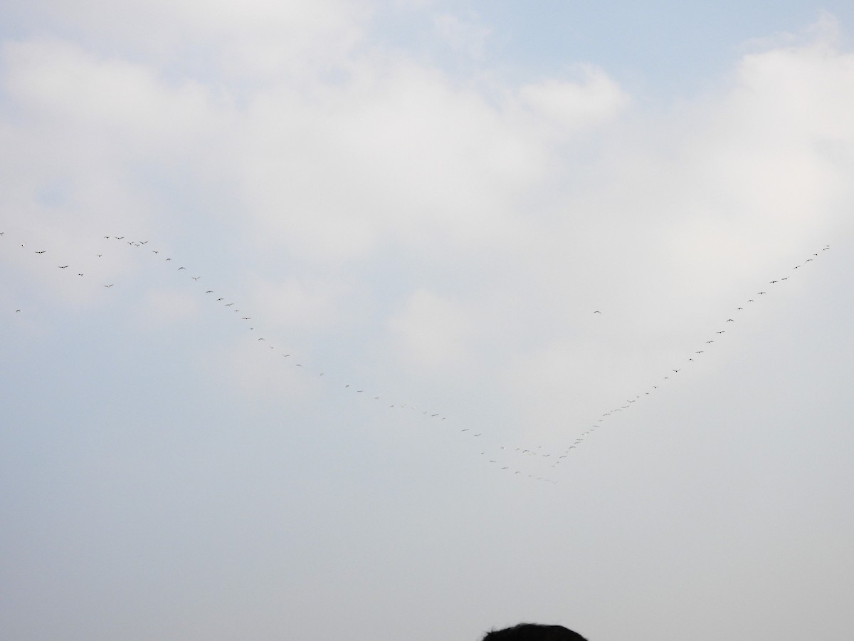 黑頭白䴉 - ML646897695