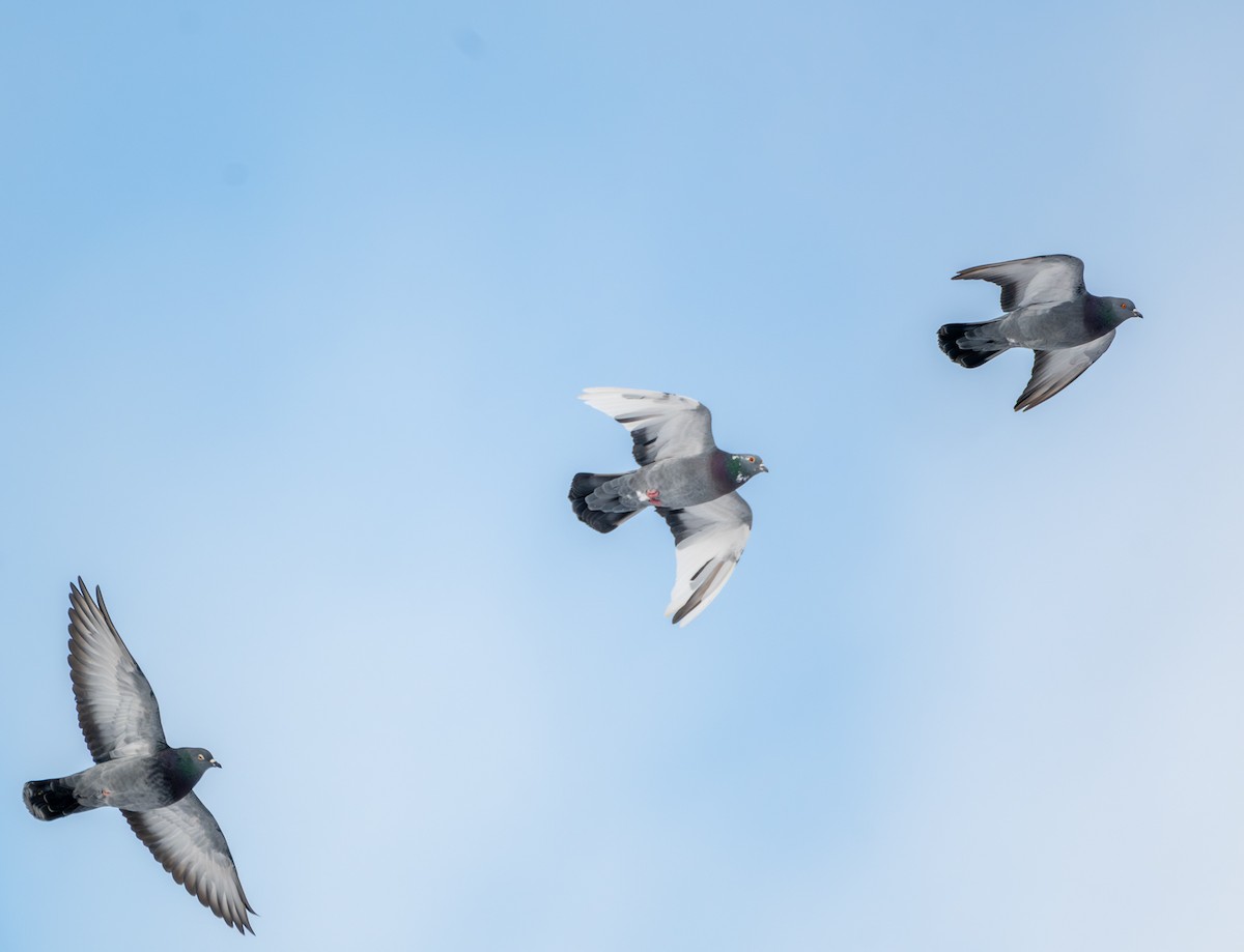 野鴿(野化) - ML646897696