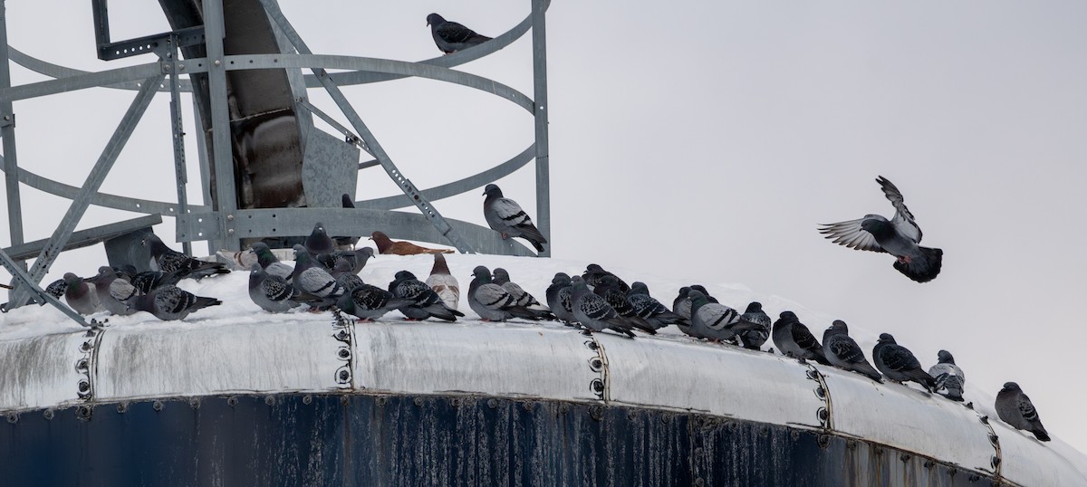 野鴿(野化) - ML646897698