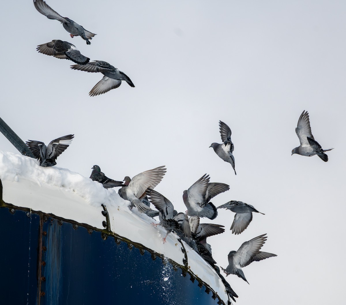 野鴿(野化) - ML646897699