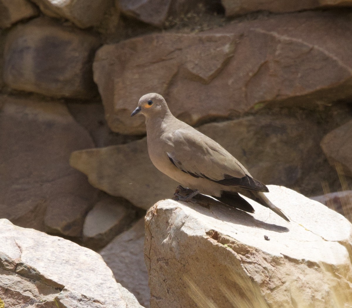 Black-winged Ground Dove - ML646897702