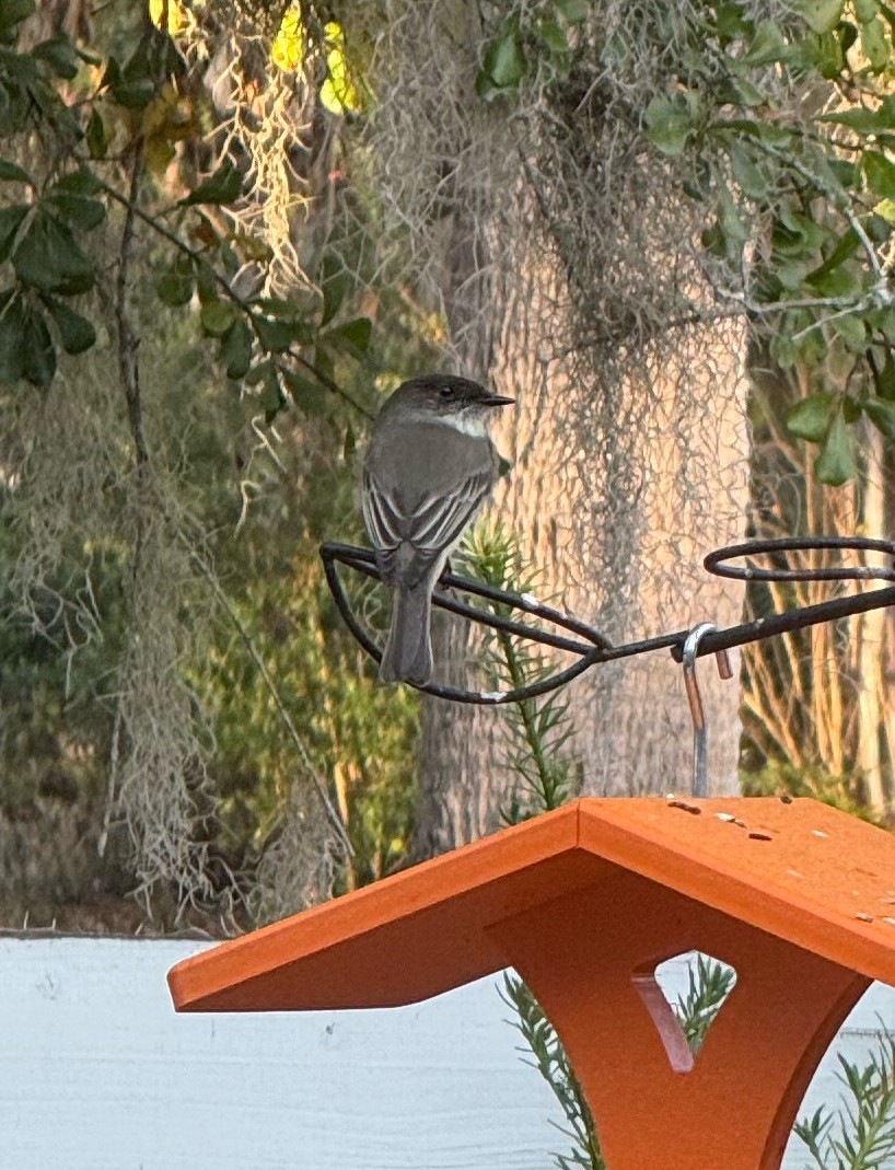 Eastern Phoebe - ML646897703