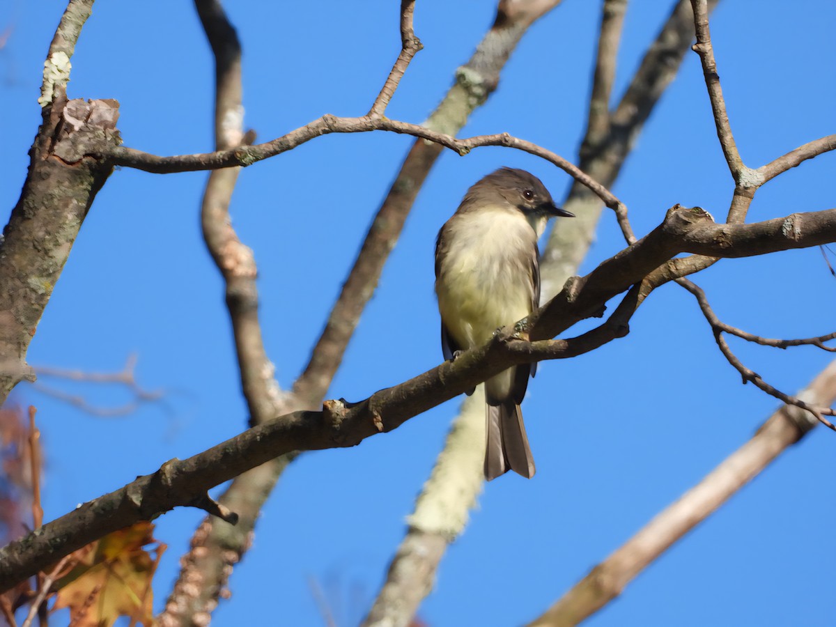 Eastern Phoebe - ML646897704