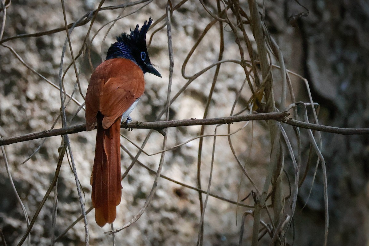 Indian Paradise-Flycatcher - ML646897708
