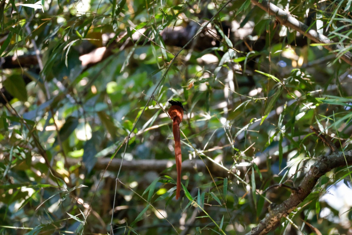 Indian Paradise-Flycatcher - ML646897709