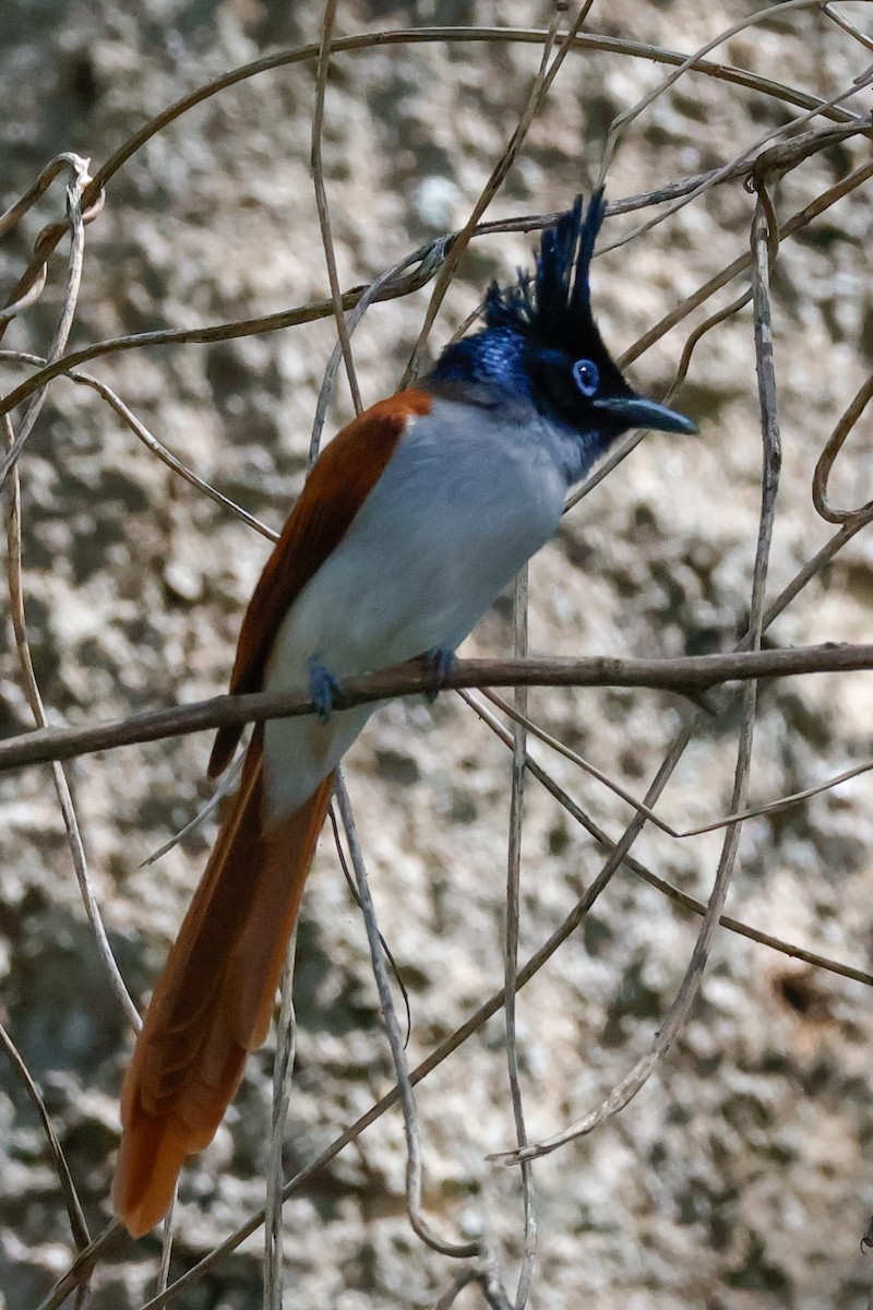 Indian Paradise-Flycatcher - ML646897710