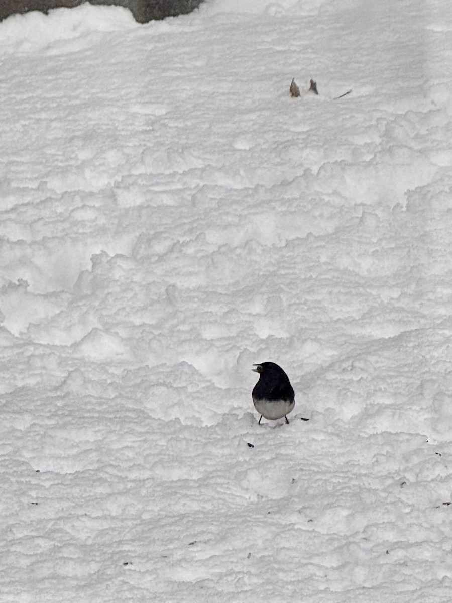 Dark-eyed Junco (Slate-colored) - ML646897711