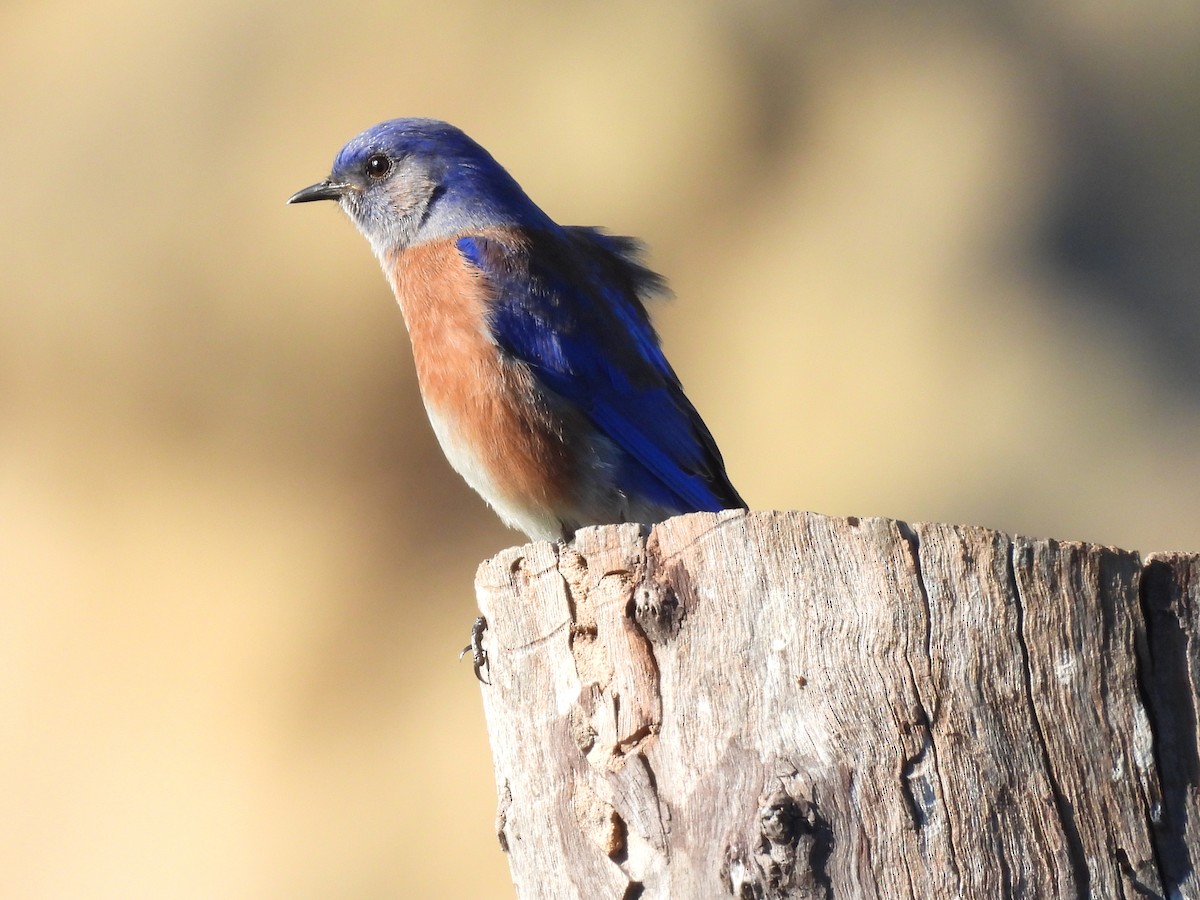Western Bluebird - ML646897712