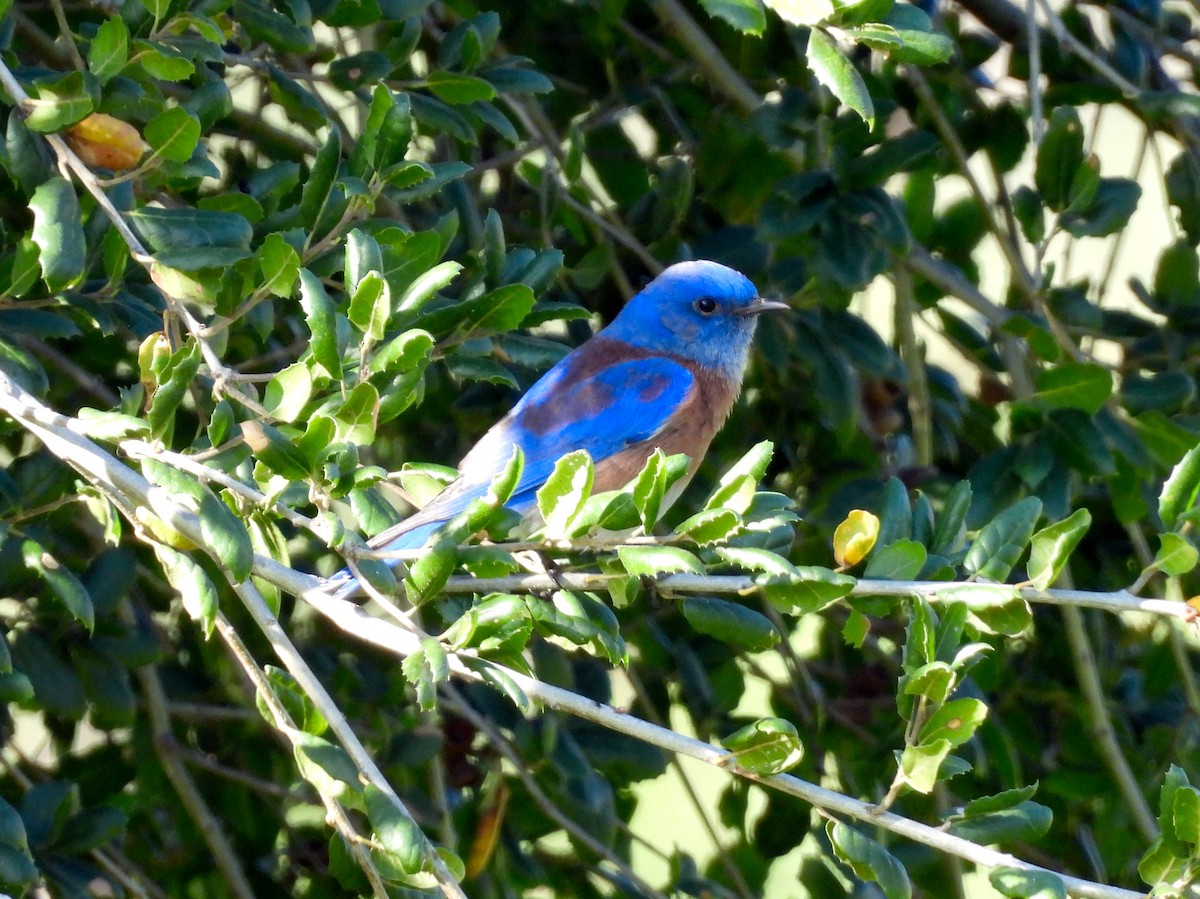 Western Bluebird - ML646897714