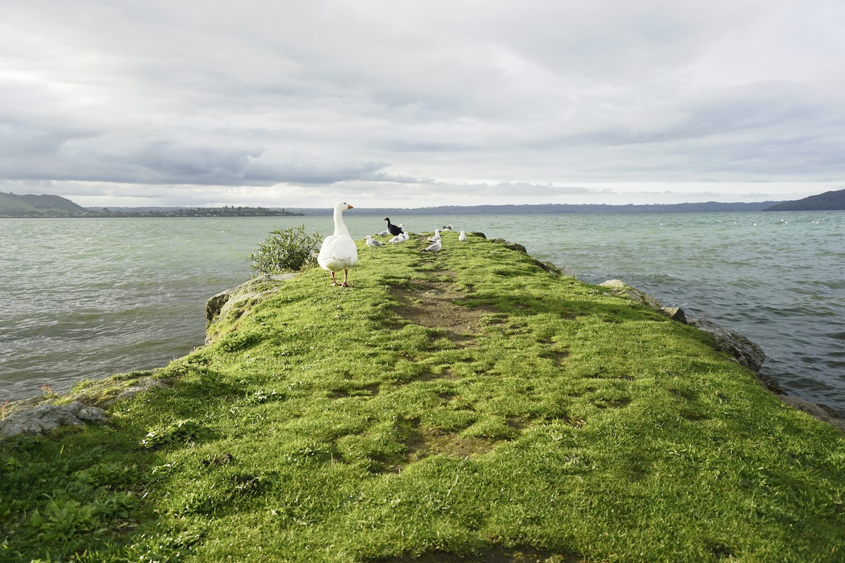 husa velká (domestikovaná) - ML646897716