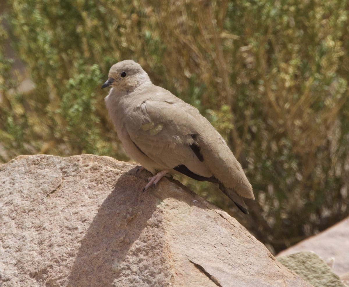 Golden-spotted Ground Dove - ML646897717