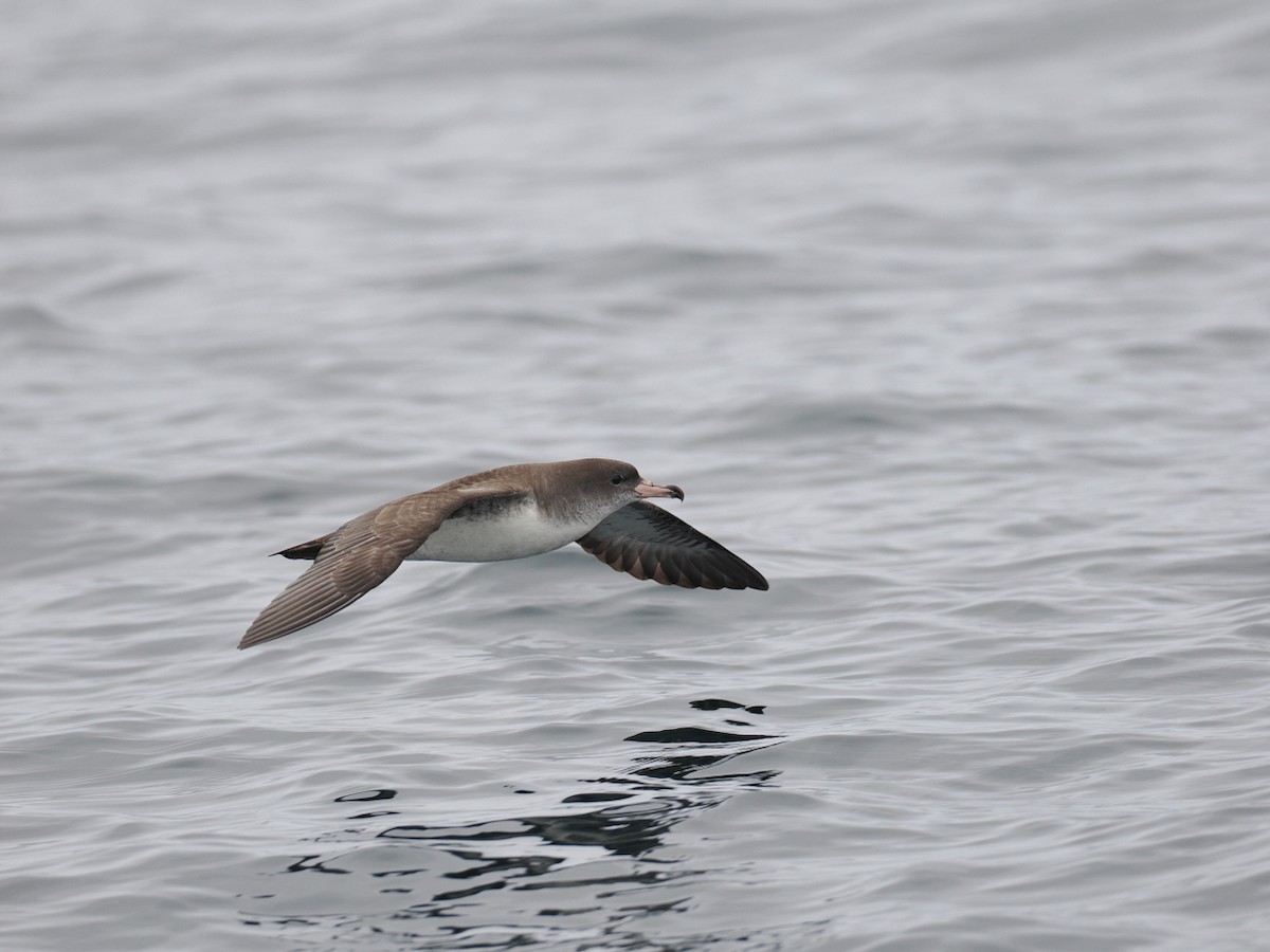 Pink-footed Shearwater - ML646897718