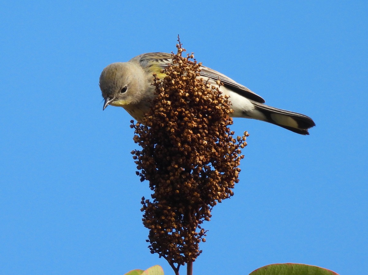 Yellow-rumped Warbler - ML646897719