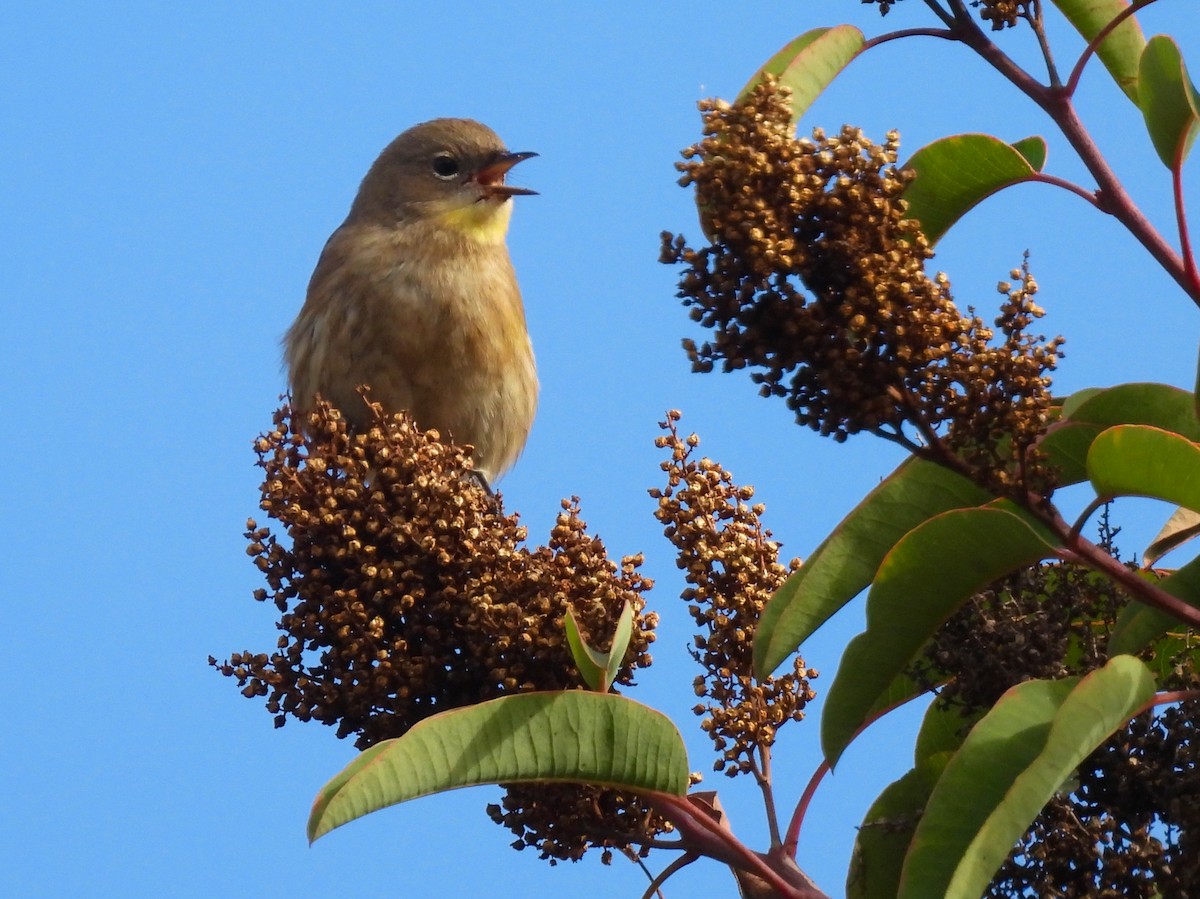 Yellow-rumped Warbler - ML646897720