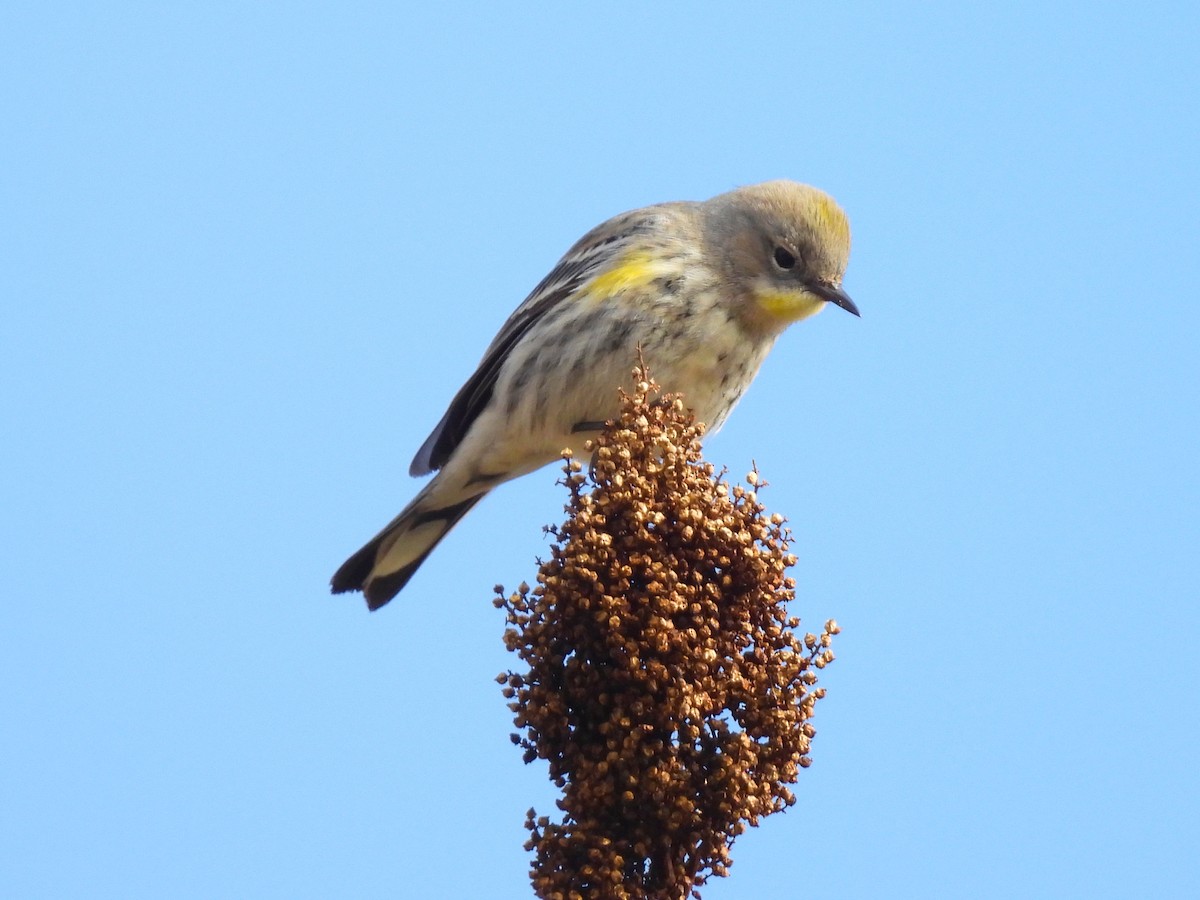 Yellow-rumped Warbler - ML646897721