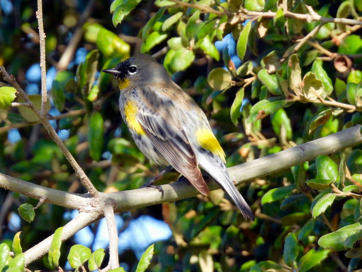 Yellow-rumped Warbler - ML646897722