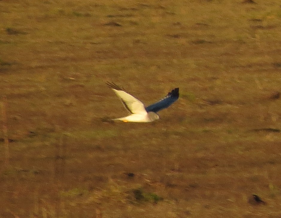 Northern Harrier - ML646897724